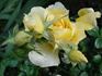 City Livery rose photo