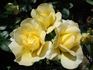 City Livery rose photo