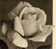 Countess Clanwilliam rose photo