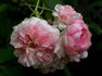 Marquise Spinola ® rose photo