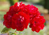 Bernensis rose photo