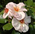 Bolero rose photo