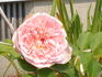 Fragrant Masterpiece rose photo