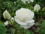 Snow Princess rose photo