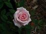 Tammy Darlene ™ rose photo