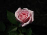 Tammy Darlene ™ rose photo
