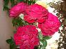 Empreinte rose photo