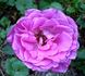 Benoit Friart rose photo