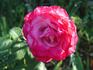 Cloudland rose photo