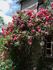 MEIwaton rose photo