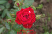 Swalk rose photo
