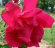 Bois de Long rose photo