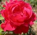 American Home rose photo