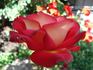 Acadia rose photo