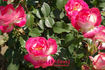 Suni ® rose photo