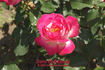 Suni ® rose photo