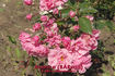 Avance rose photo
