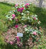 Les Rosati rose photo