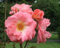 Alfresco rose photo