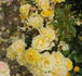 Mercantour rose photo