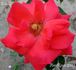 Futura rose photo