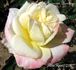 American Heritage ® rose photo