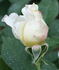 Ruffles Queen rose photo