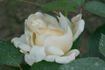 Ruffles Queen rose photo
