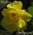 Blaby Jubilee rose photo