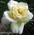 Chiraz ® rose photo
