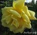 Golden Gate rose photo