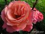 Apricot Parfait rose photo