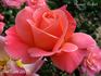 Apricot Parfait rose photo