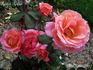 Apricot Parfait rose photo