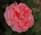Cosima rose photo