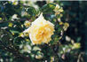 Brownell Yellow Rambler rose photo