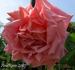 Lyon Rose, Cl. rose photo