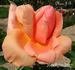 Madame J.B. Croibier rose photo