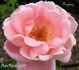 Soyouz rose photo