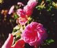 Malmaison Rouge rose photo