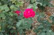 Baronne Finaz rose photo