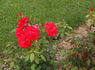 Dance of Joy rose photo