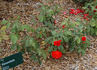 Farandole ® rose photo