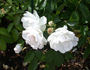 Dominique Loiseau ™ rose photo