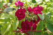 Grootendorst Supreme rose photo