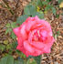 Maryse Kriloff rose photo