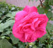 A Caen la Paix ® rose photo