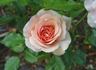 Fragrant Apricot ™ rose photo