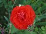 Jolly Roger rose photo