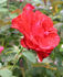 Big Daddy ® rose photo